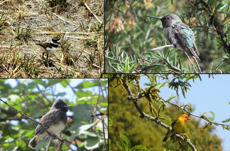 Various birds associated with project area