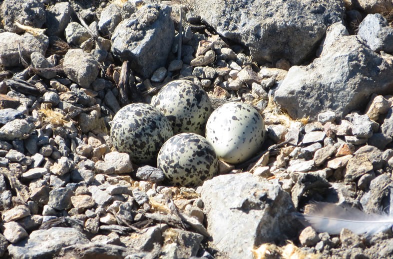 Eggs well camouflaged 
