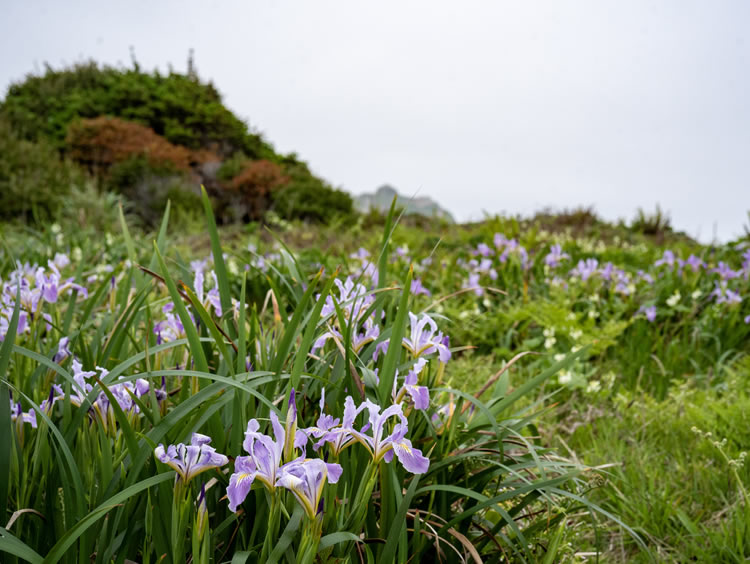 SHN performed two botanical surveys in a 43-acre study area for the Point Saint George Trail, near Crescent City, California.