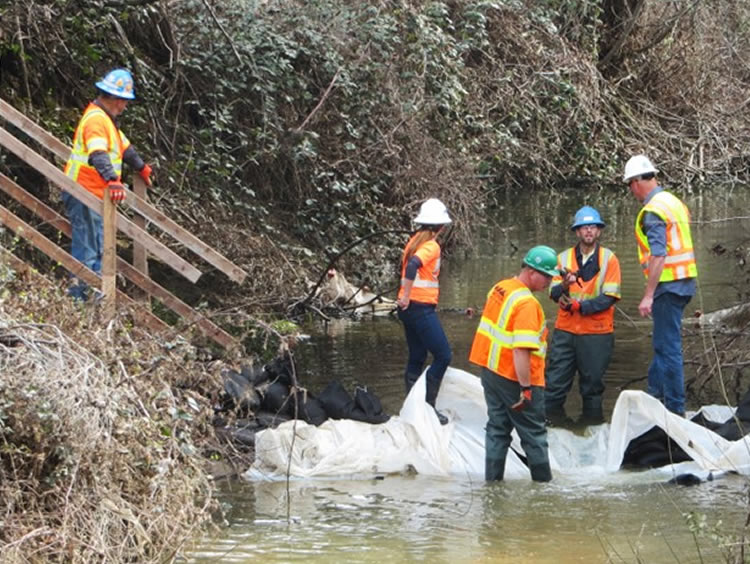 SHN biologists captured and temporarily moved fish and aquatic species during construction of the Highway 101 Willits Bypass.