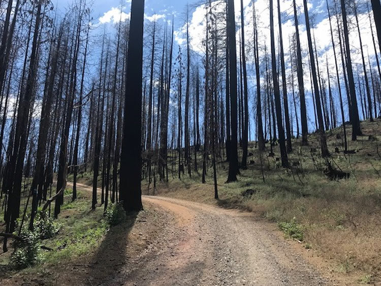 SHN biologists wrote a Biological Assessment and assisted in the NEPA Environmental Assessment for the Mad River August Fire Restoration Project.