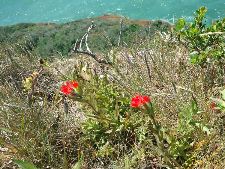 SHN’s botanists identified a rare coastal plant, Castilleja mendocinensis.