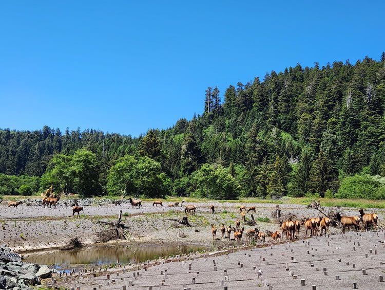 Elk were uninvited visitors to the restoration of Prairie Creek, near Orick, California.