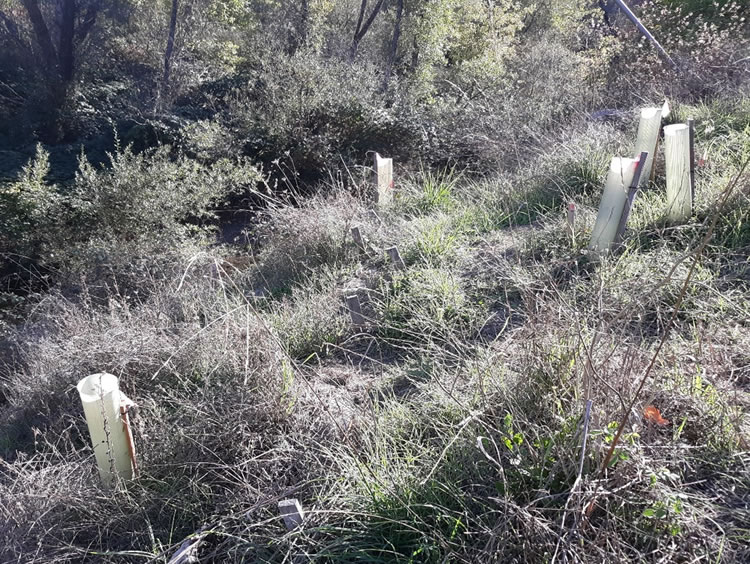 Davis Creek bridge. SHN biologists noted several naturally recruited oak trees starting to sprout along the bank of the southwest quarter.