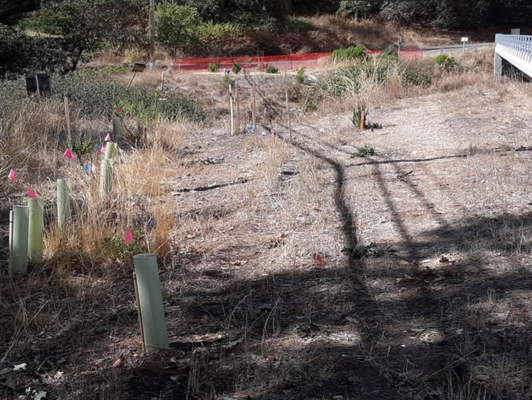 Davis Creek bridge. Protective tubing and pink flags identify several naturally recruited trees sprouting along the southeast quarter of the project area.