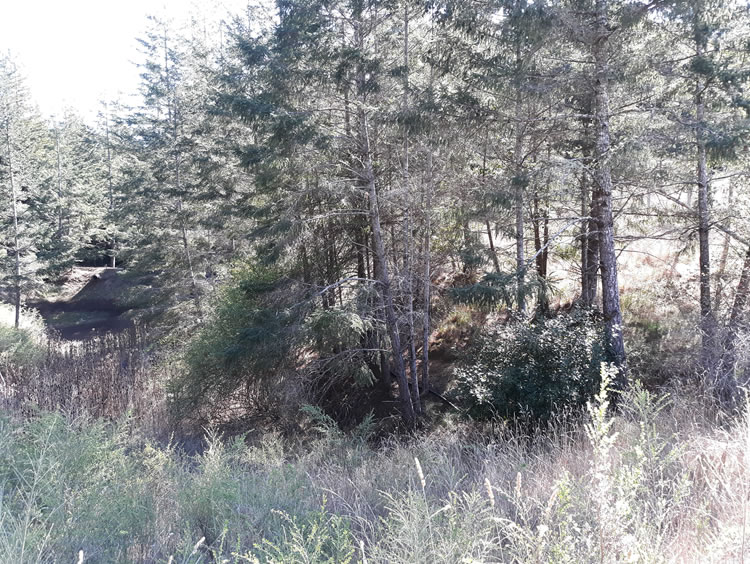 South Coast Landfill. SHN noted Douglas-fir associated with the west side of the drainage basin at the south tip of the landfill.