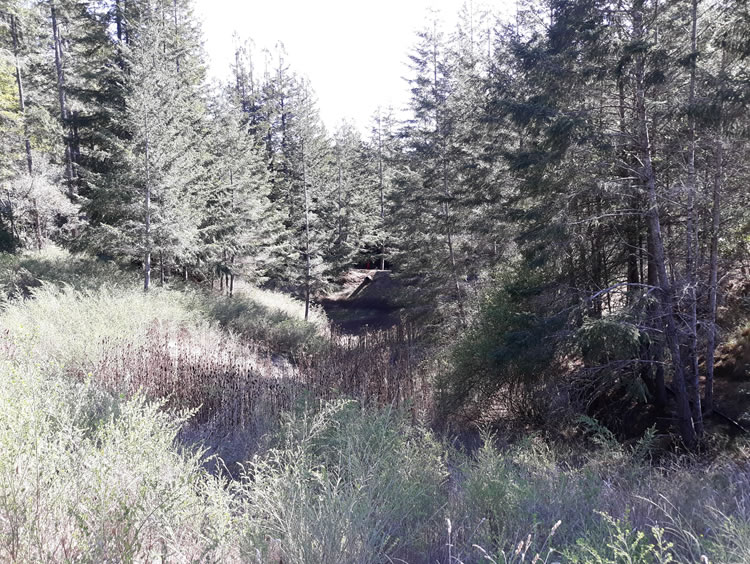 South Coast Landfill. SHN noted redwood on the left and Douglas-fir on the right of the drainage basin in the middle of the southern part of the landfill site.